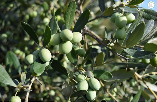 L'Ulivo in Febbraio: Protezione dal Gelo e Potatura Leggera