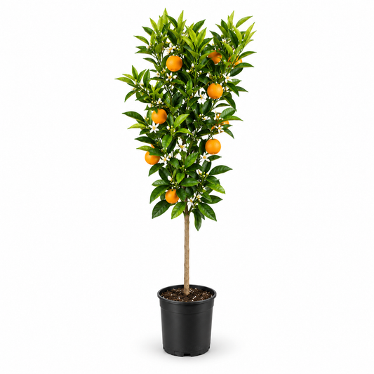Arancio Navelina Alberello - Citrus sinensis