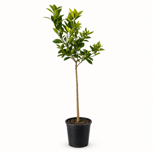 Arancio Washington Navel Alberello - Citrus sinensis