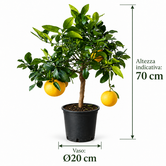 Pompelmo Giallo Nano - Citrus paradisi