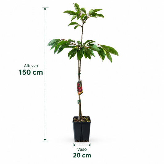 Ciliegio - Prunus avium