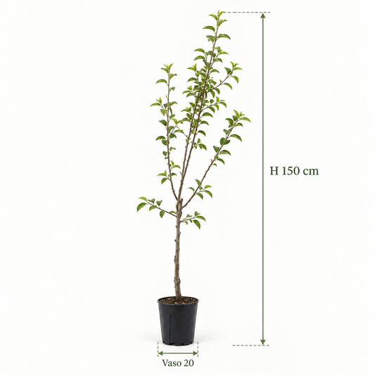 Melo - Malus domestica