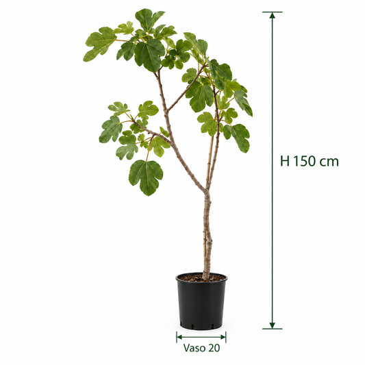 Fico - Ficus carica