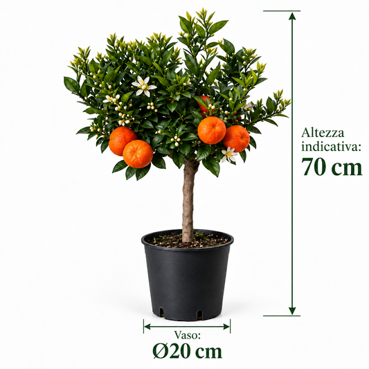 Chinotto Nano - Citrus myrtifolia