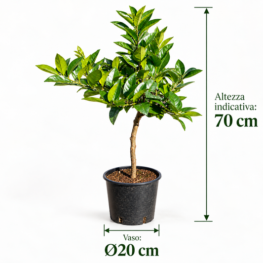 Limone Rosso Nano - Citrus limonimedica pigmentata
