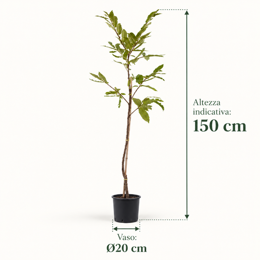 Castagno - Castanea sativa