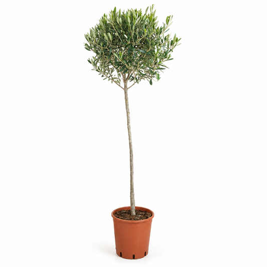 Ulivo Alberello - Olea europaea