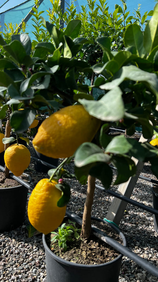 Limone Carrubaro Nano - Citrus limon