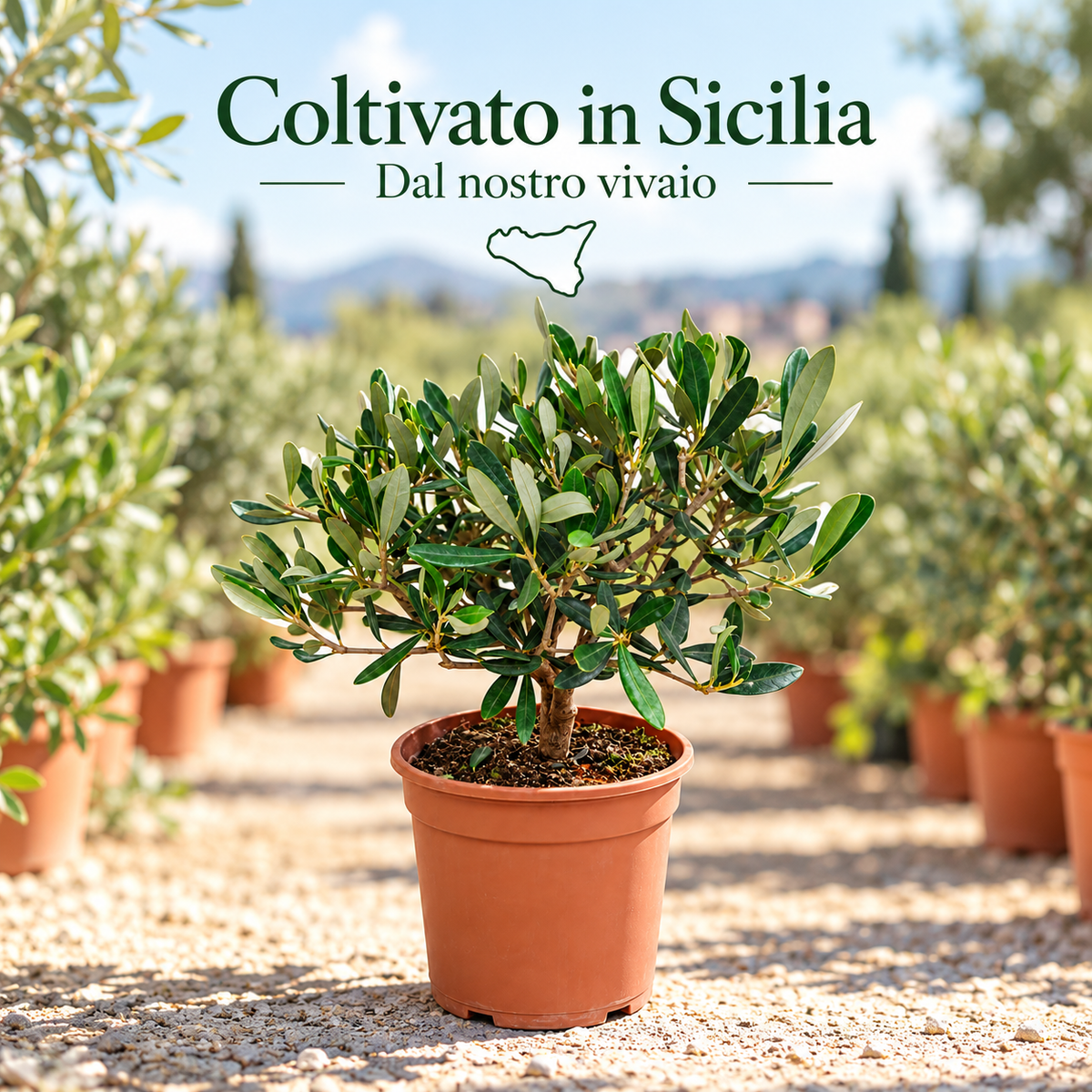 Ulivo Bonsai - Olea europaea