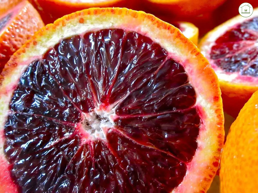 Arancio Moro - Citrus sinensis