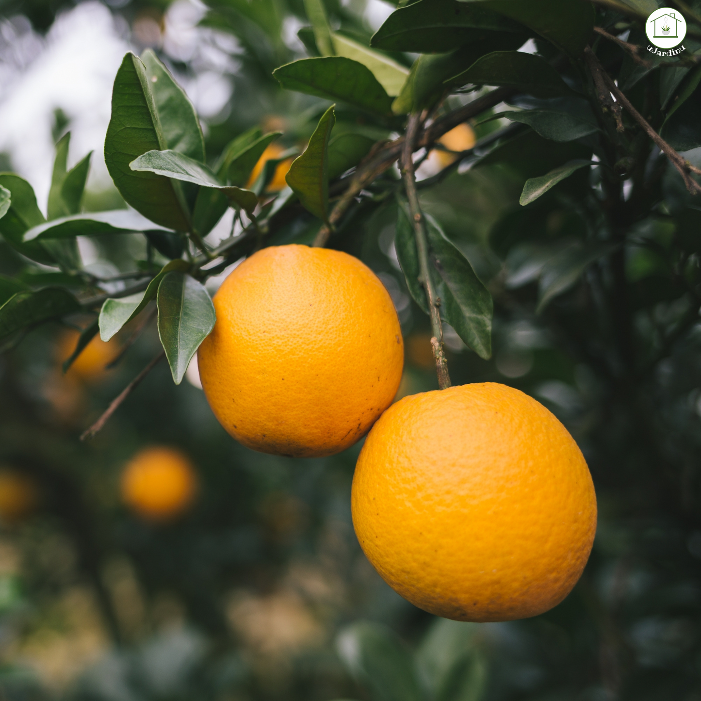 Arancio Navelina - Citrus sinensis