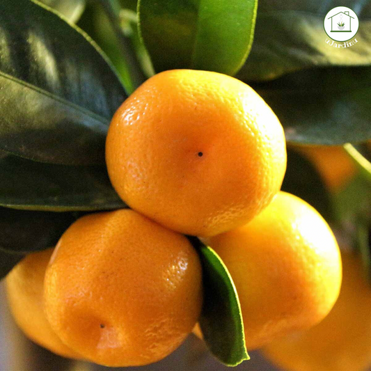 Calamondino Nano - Citrus microcarpa