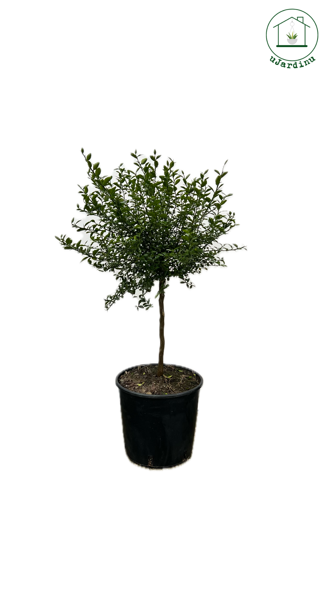 Finger Lime Verde Nano - Microcitrus australasica