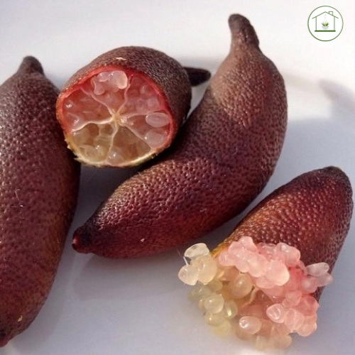 Finger Lime Rosa Nano - Microcitrus australasica