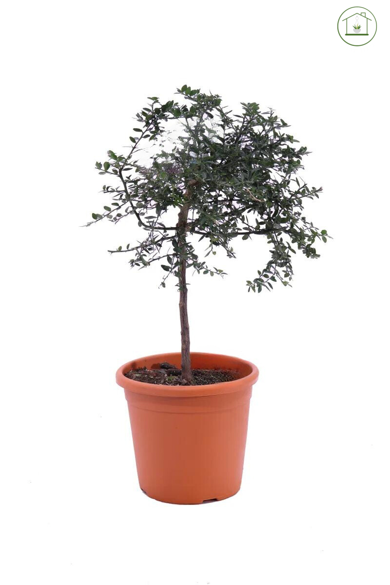 Finger Lime Rosa - Microcitrus australasica