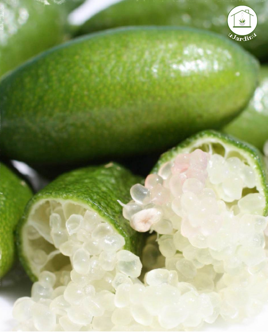 Finger Lime Verde Nano - Microcitrus australasica