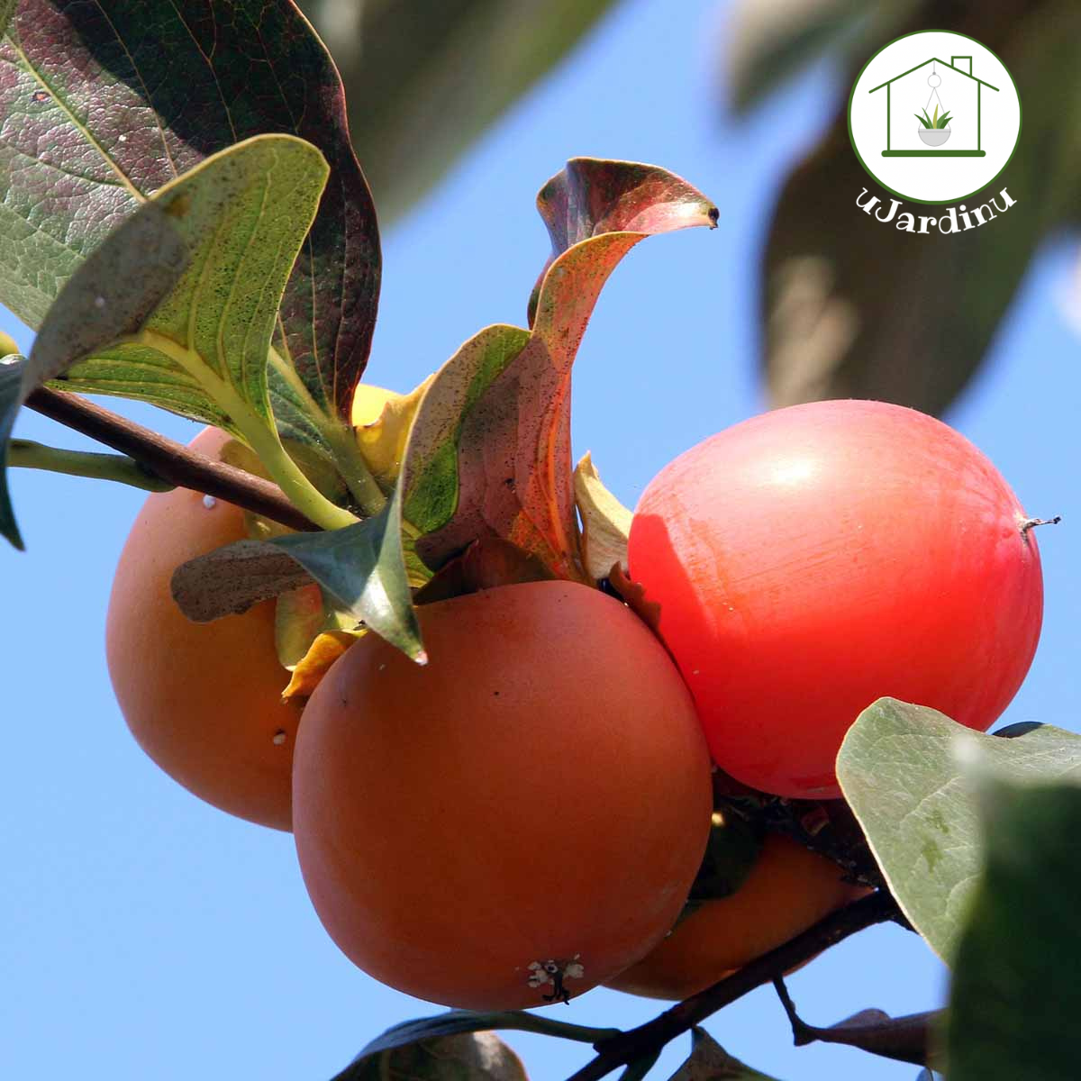 Kaki - Diospyros kaki