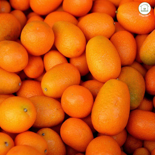 Bonsai Kumquat - Fortunella margarita