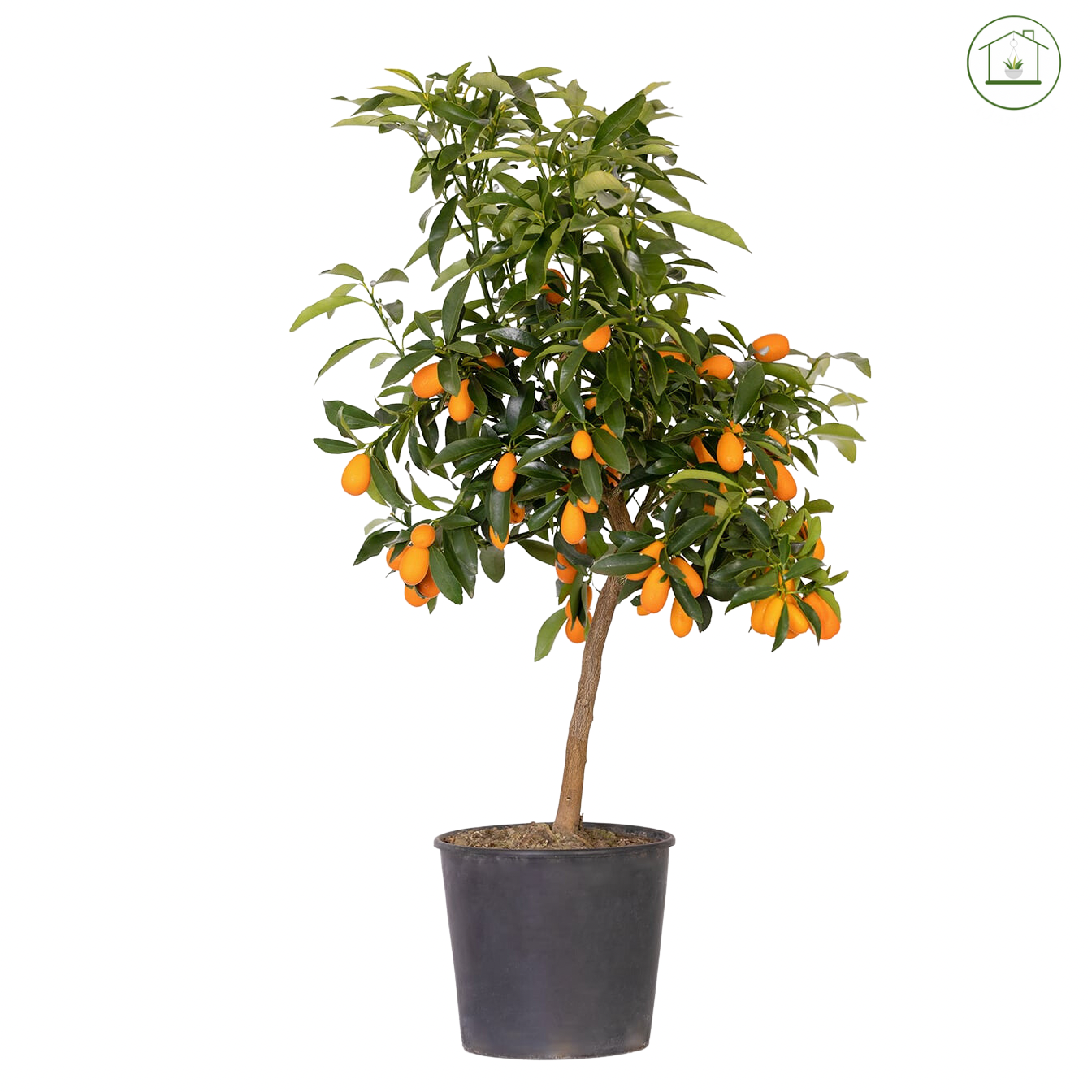 Kumquat Nano - Fortunella margarita