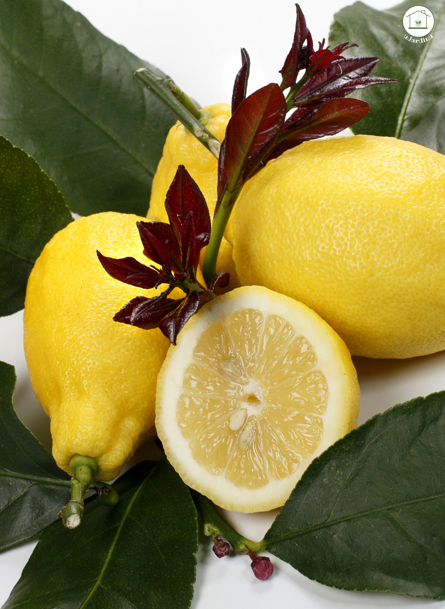 Limone Carrubaro Nano - Citrus limon