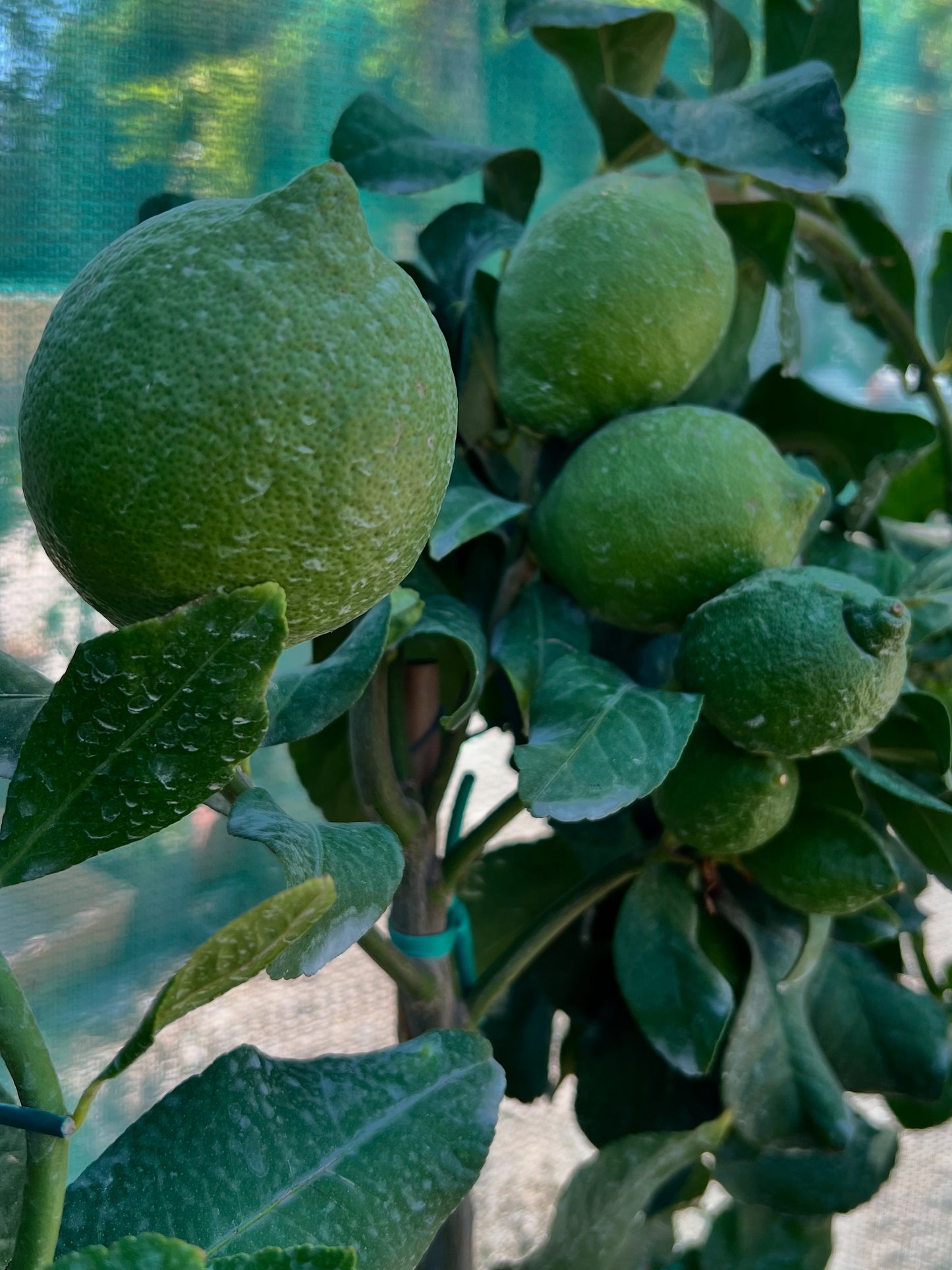 Limone Spalliera - Citrus limon