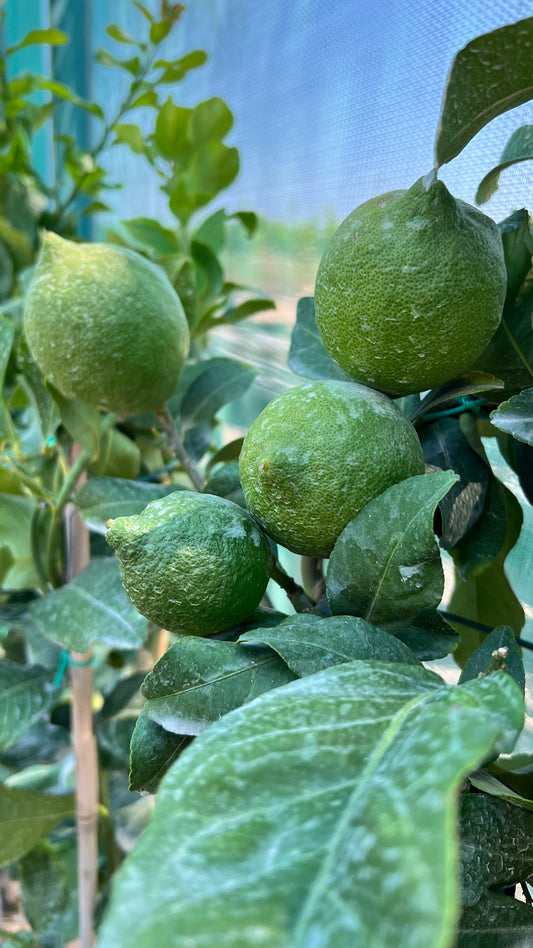 Limone Spalliera - Citrus limon