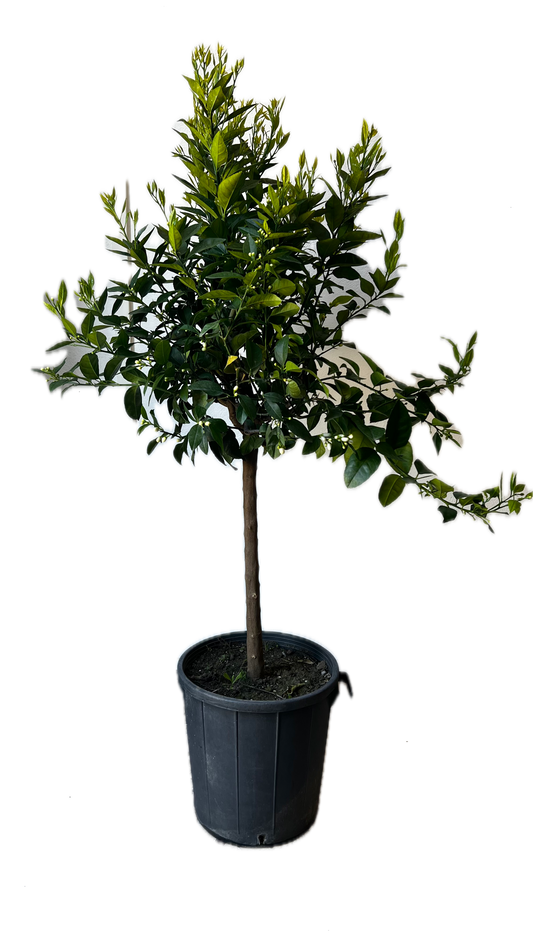Mandarino Alberello - Citrus reticulata