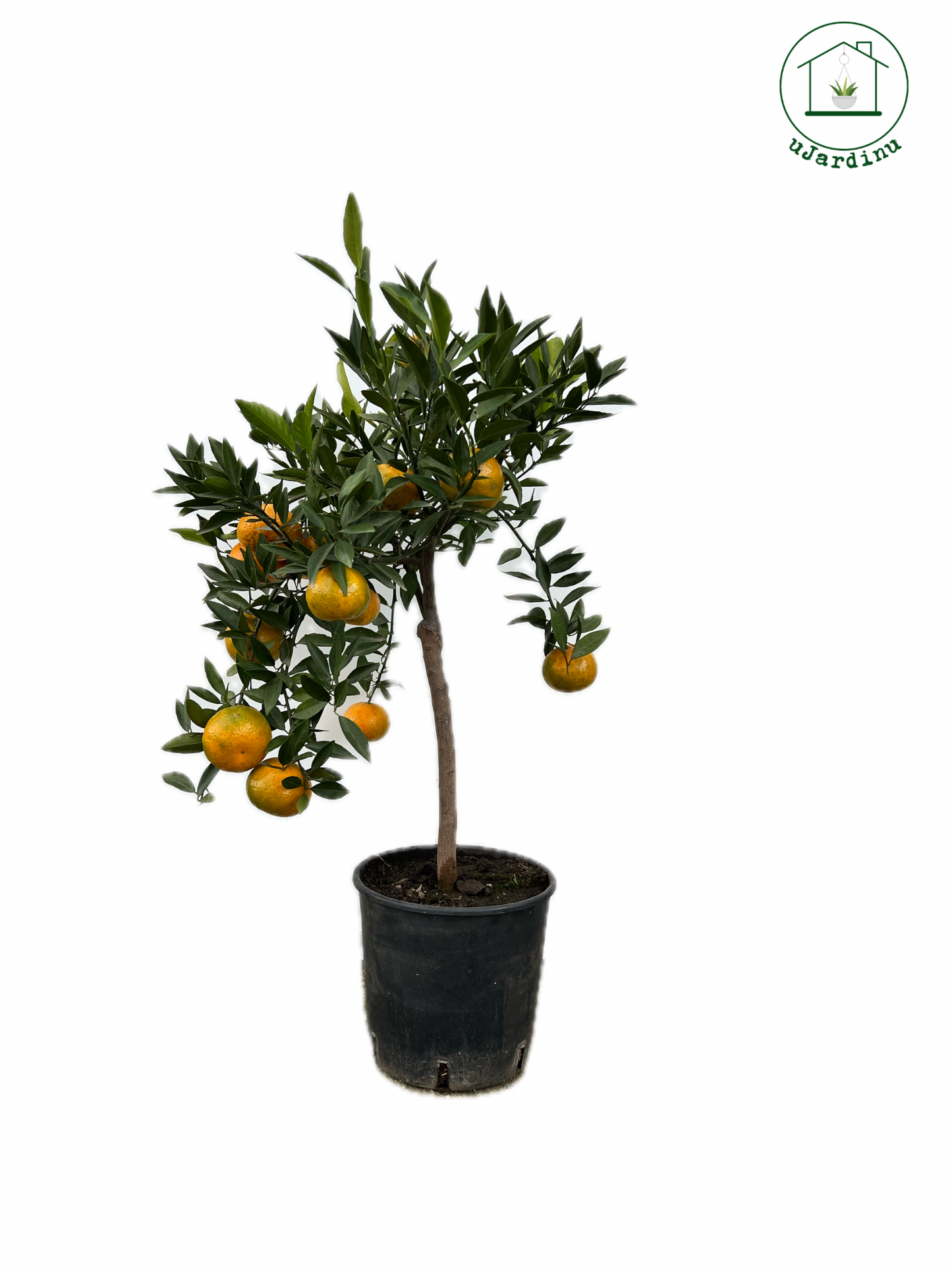 Mandarino Nano - Citrus reticulata