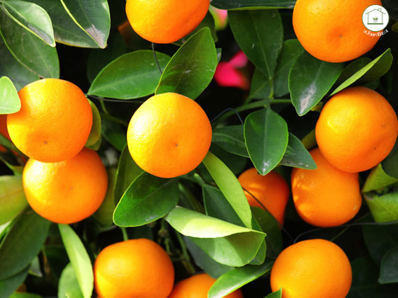 Mandarino Nano - Citrus reticulata