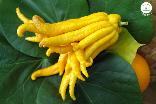 Cedro Mano di Buddha Nano - Citrus medica var. sarcodactylis
