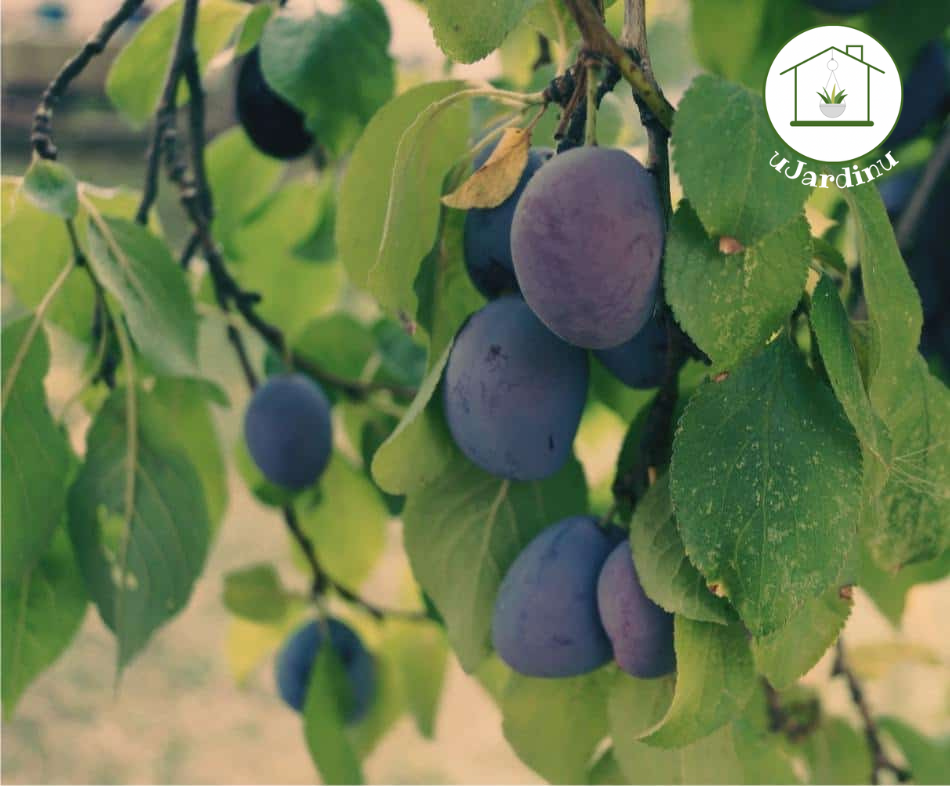 Susino - Prunus domestica