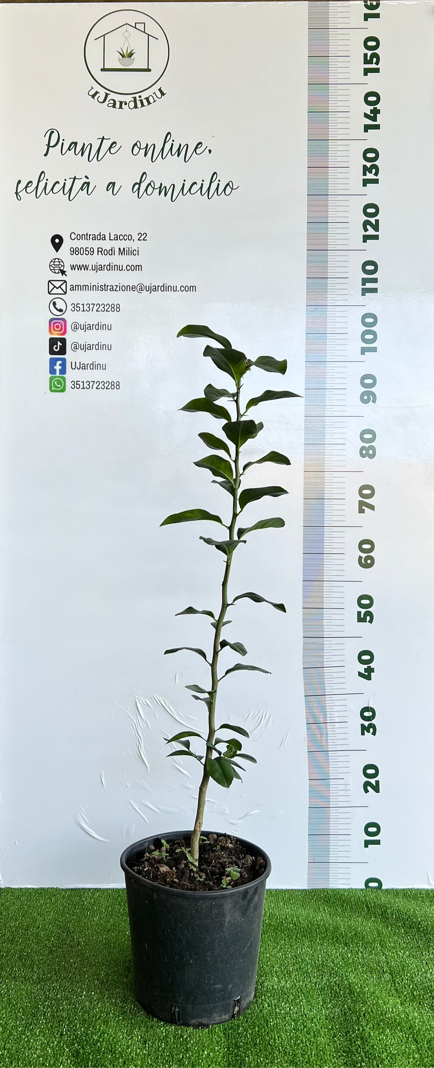 Citrus volkameriana