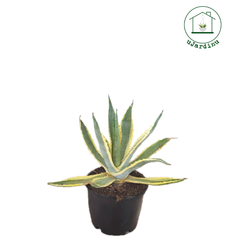 Agave Americana Variegata