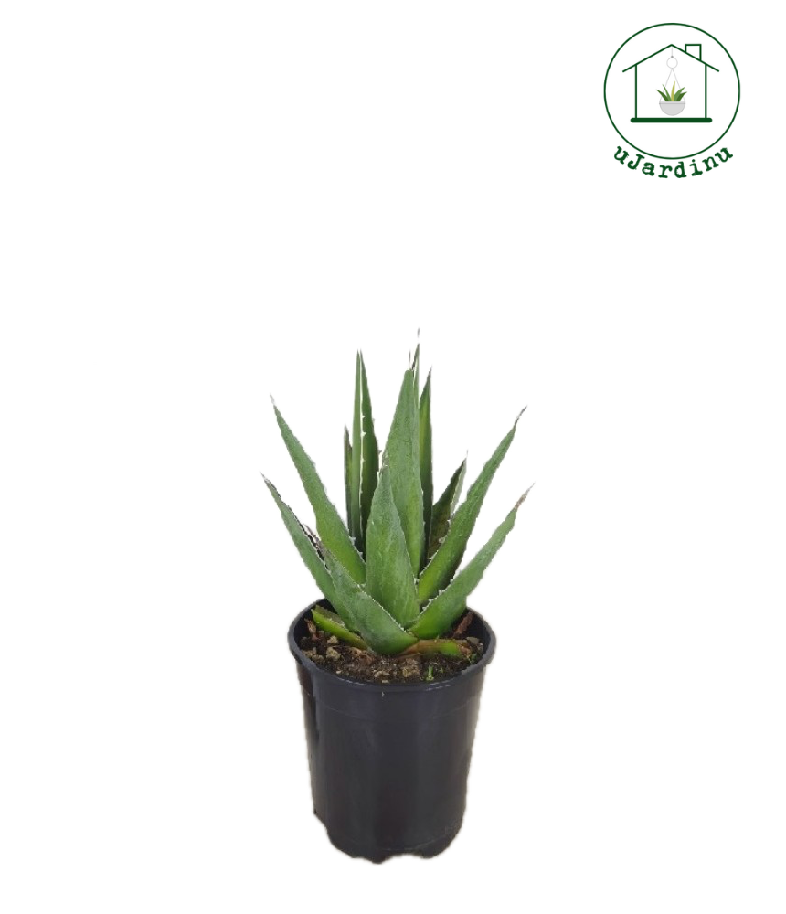 Agave Perrinei