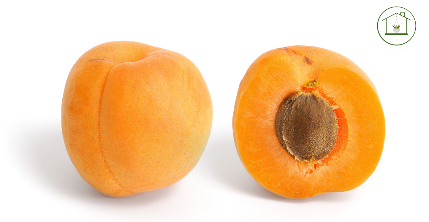 Albicocco - Prunus armeniaca