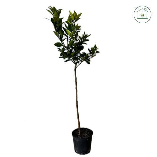 Arancio Washington Navel Alberello - Citrus sinensis