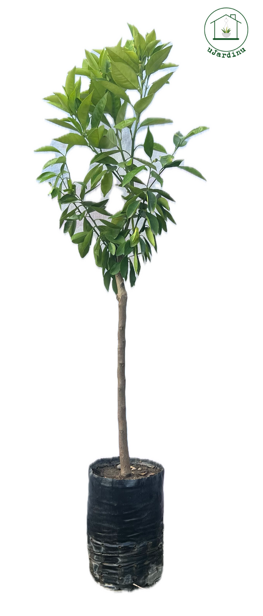 Arancio Washington Navel - Citrus sinensis