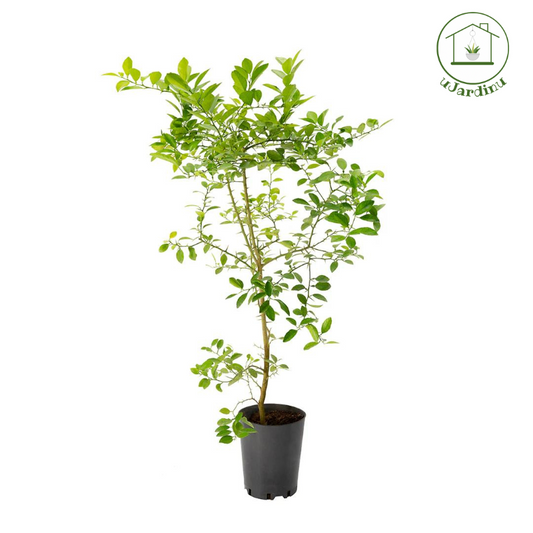 Arancio Amaro - Citrus aurantium