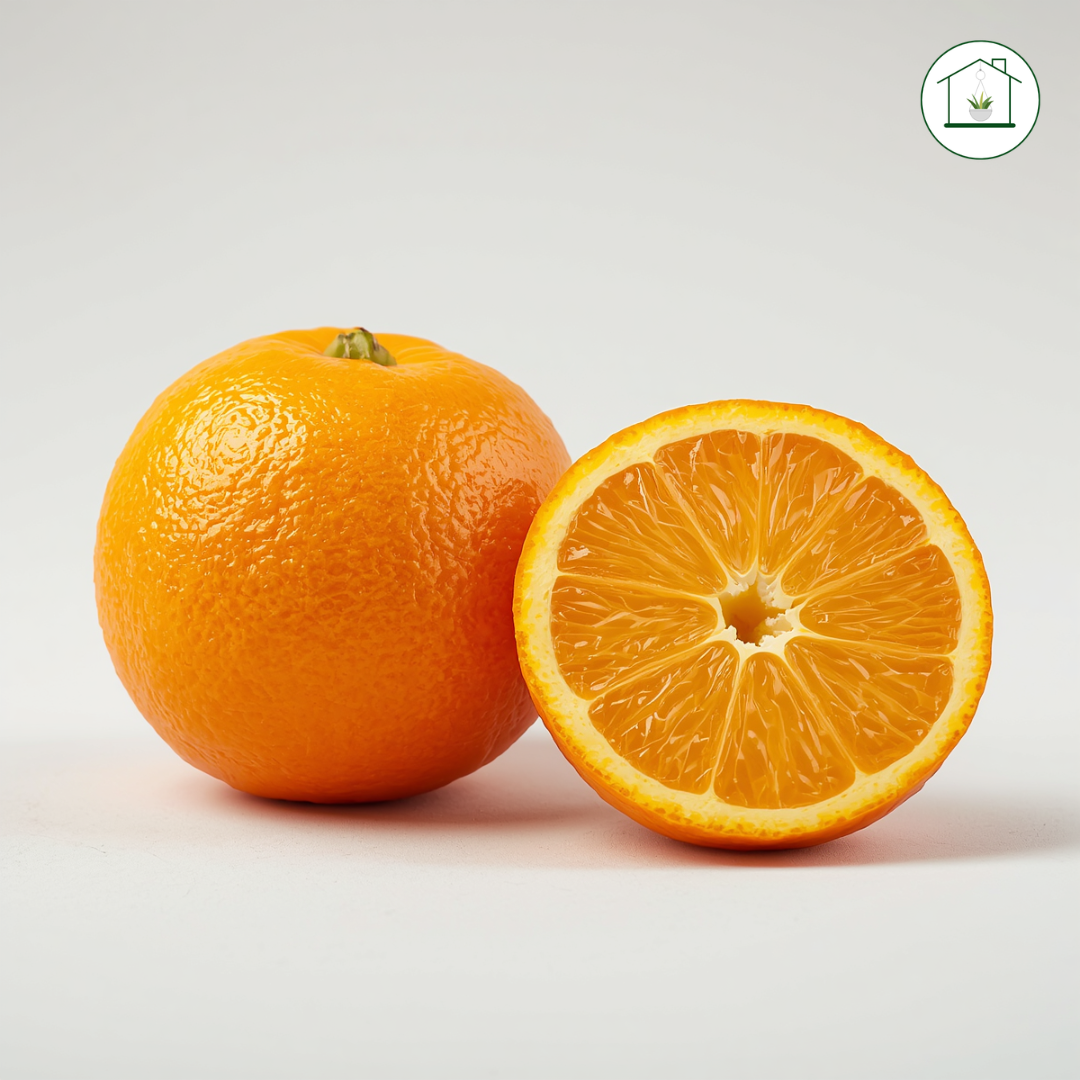 Arancio Brasiliano Alberello - Citrus sinensis