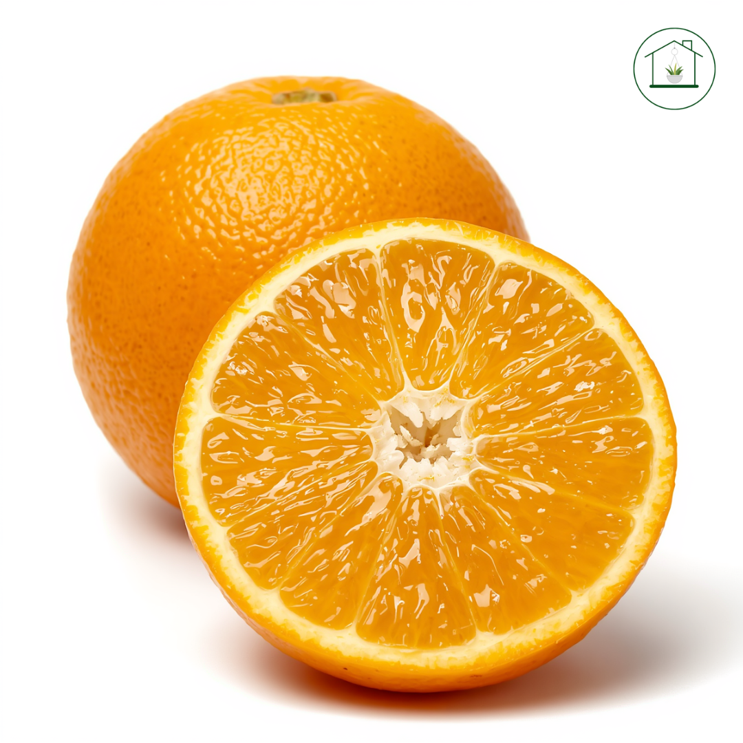 Arancio Newhall Alberello - Citrus sinensis