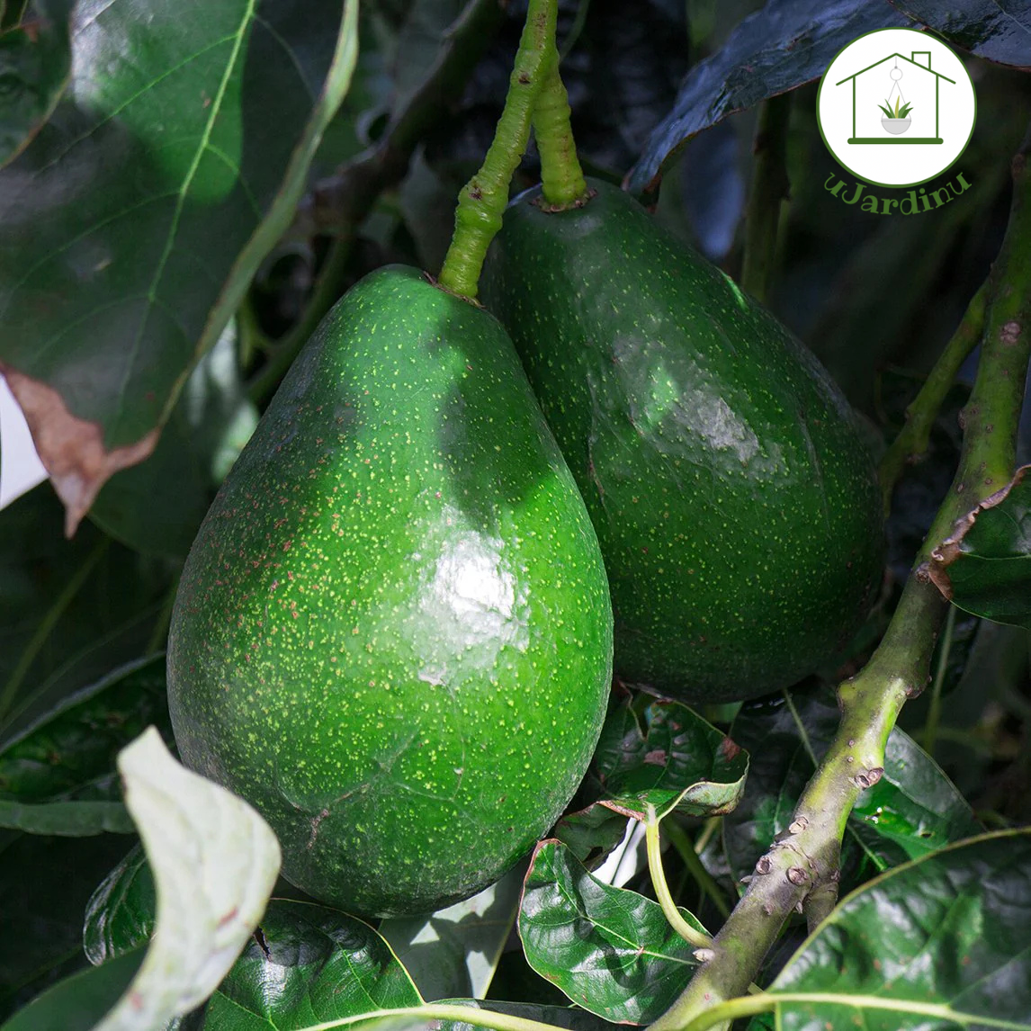 Avocado bacon - Persea americana