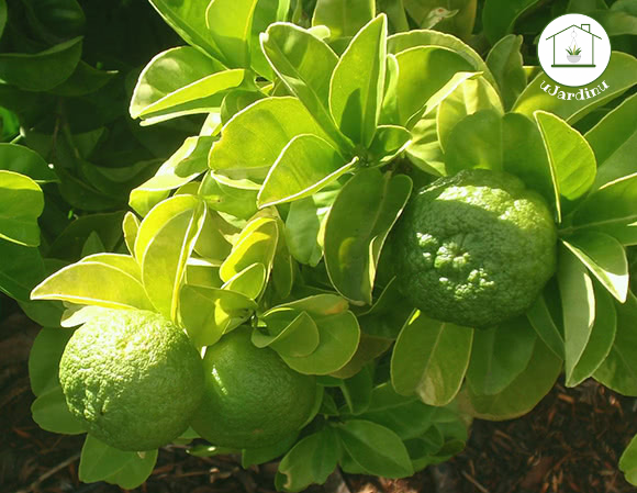 Bergamotto - Citrus bergamia