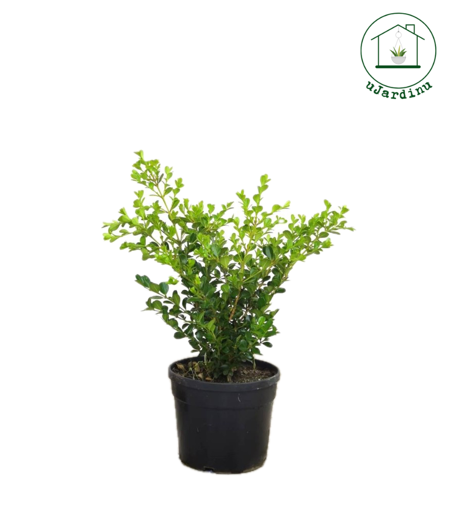 Bosso - Buxus sempervirens