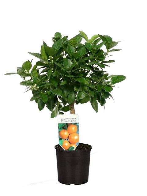Calamondino Nano - Citrus microcarpa