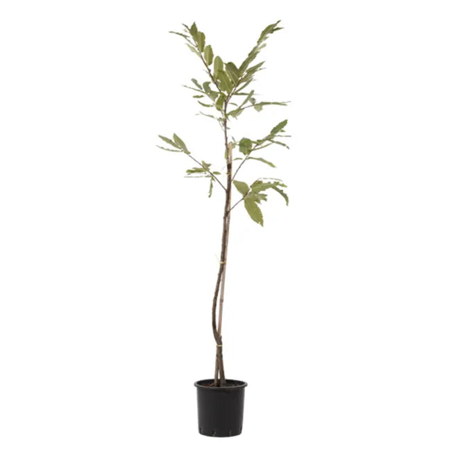 Castagno - Castaneda sativa