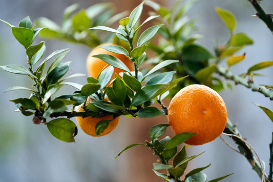 Chinotto Nano - Citrus myrtifolia
