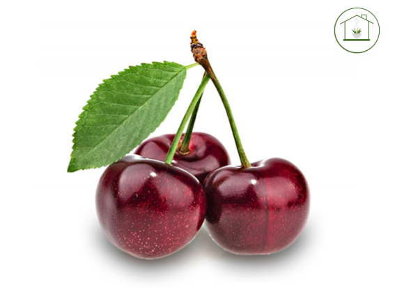 Ciliegio - Prunus avium