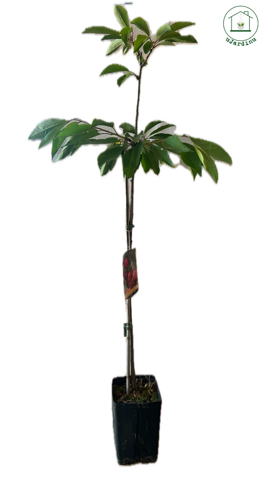 Ciliegio - Prunus avium