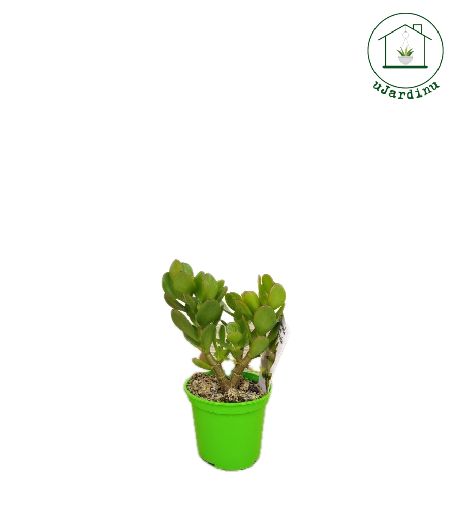Albero di Giada - Crassula ovata