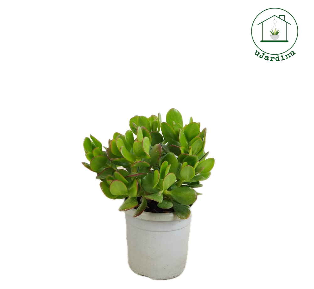 Albero di Giada - Crassula ovata